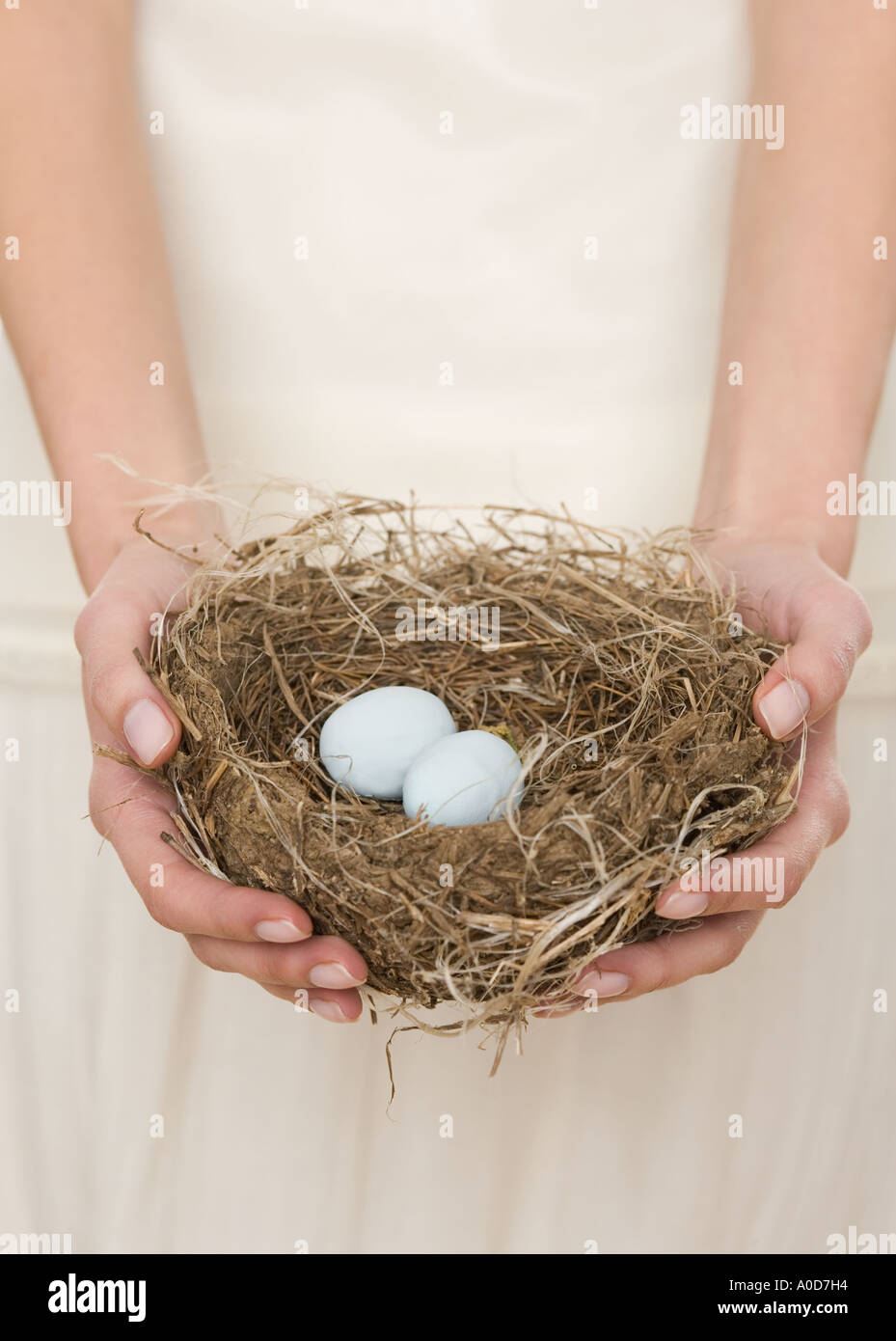 Azienda femmina nido con uova Foto Stock