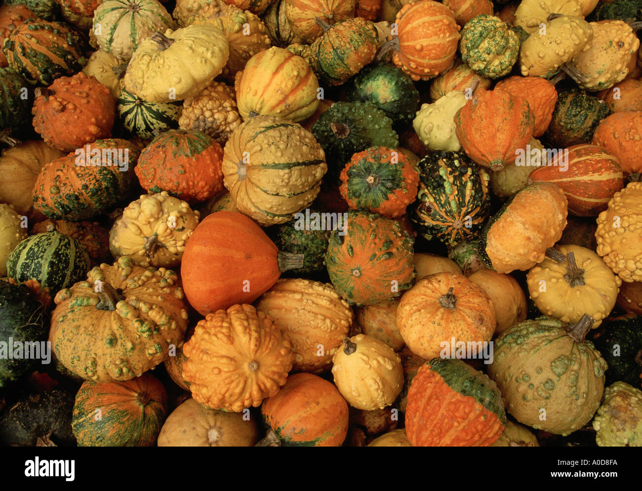 La raccolta autunnale gourd New England usa l'agricoltura Foto Stock