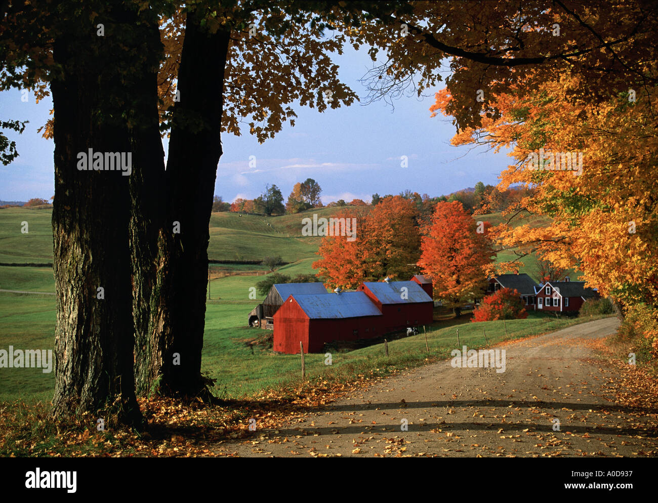Stati Uniti d'America, Vermont, foglie di autunno, agriturismo, road, struttura ad albero Foto Stock