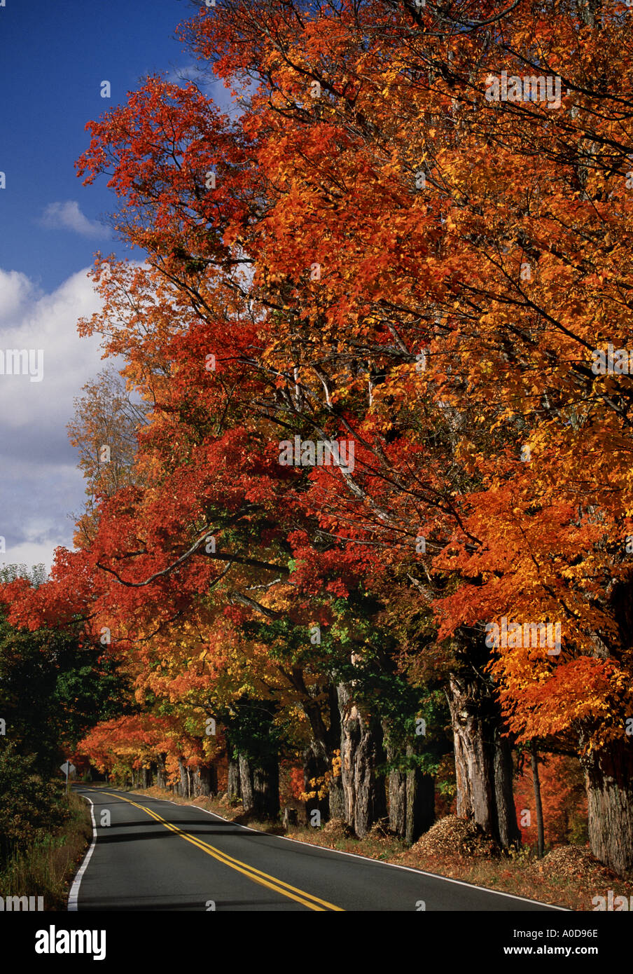 Stati Uniti d'America, New England, foglie di autunno, strada curva Foto Stock