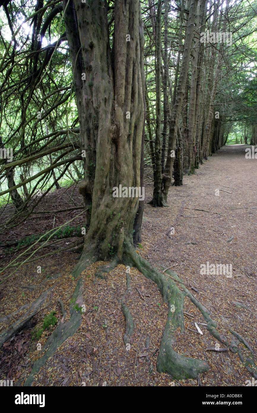 Una linea di Yew alberi in Surrey Foto Stock