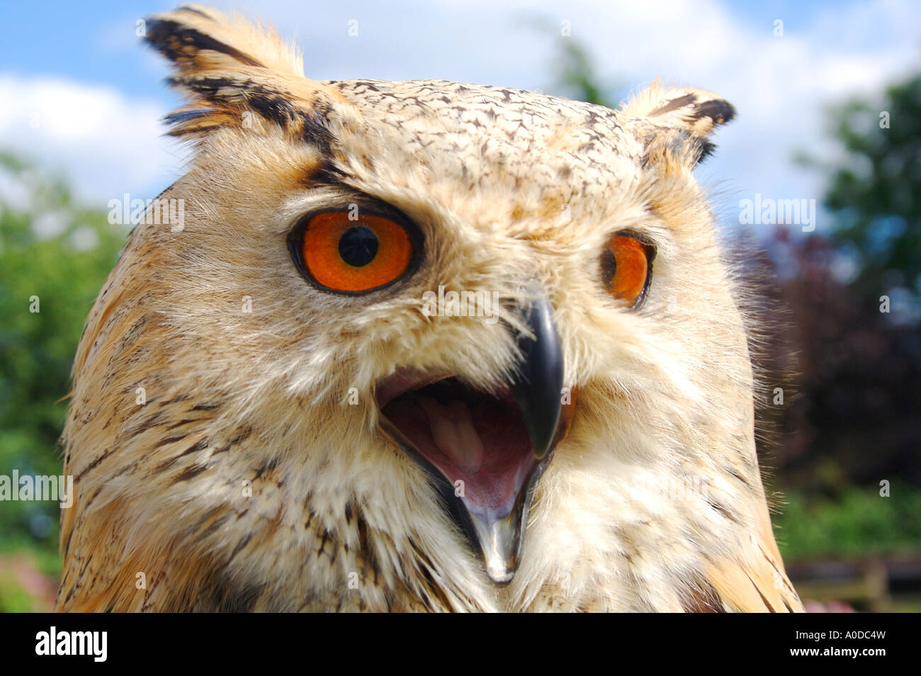 Testa del gufo Tawny Foto Stock