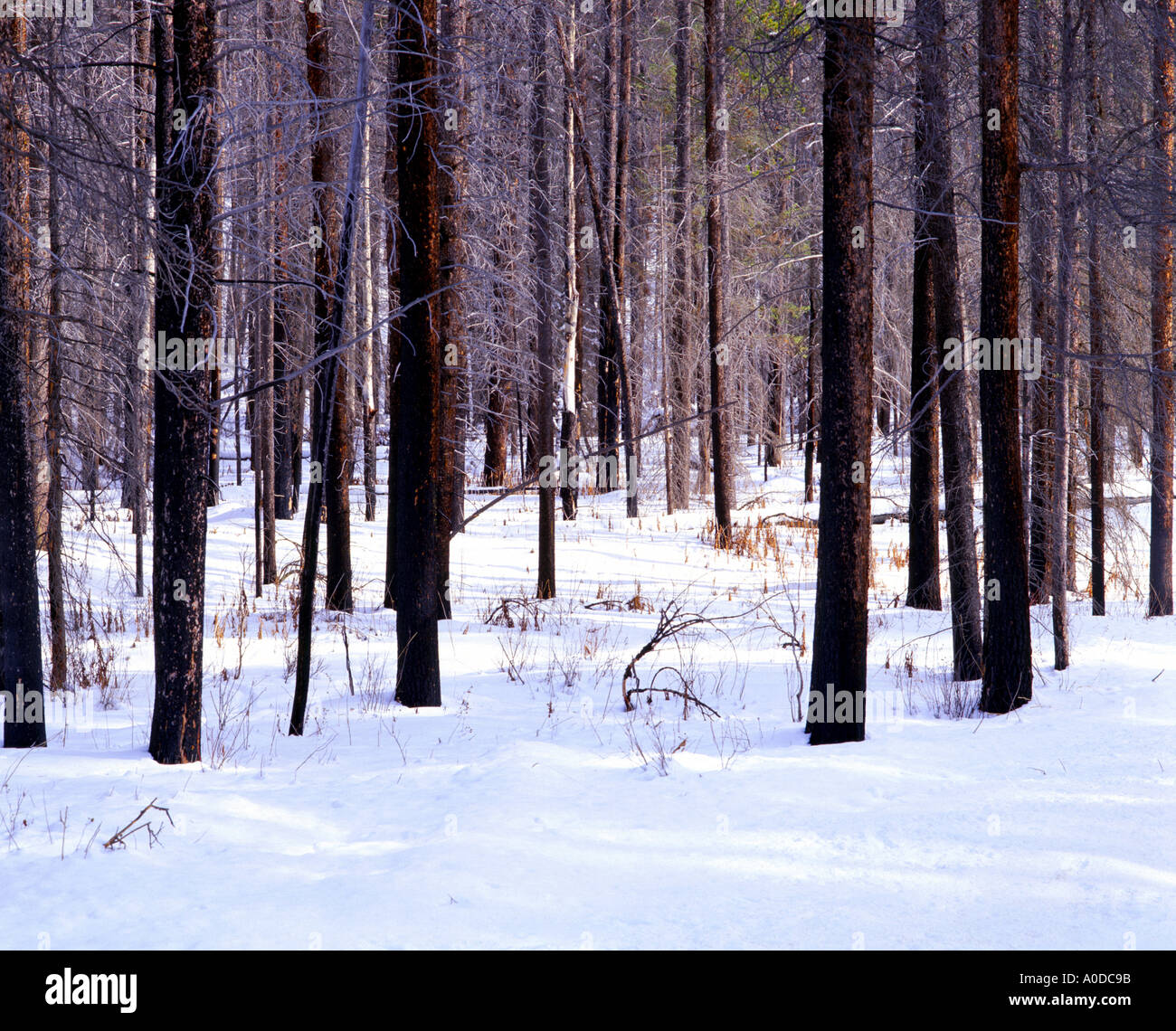 Carbonizzati alberi di pino in prescritto area di bruciare il Parco Nazionale di Banff Alberta Canada Foto Stock