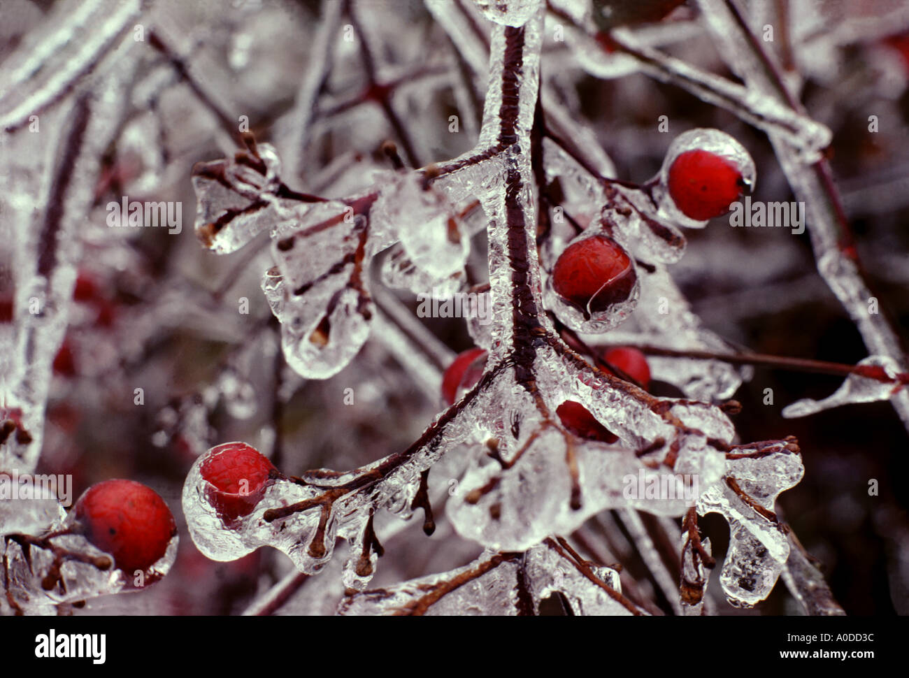 Rivestito di ghiaccio di bacche rosse Foto Stock