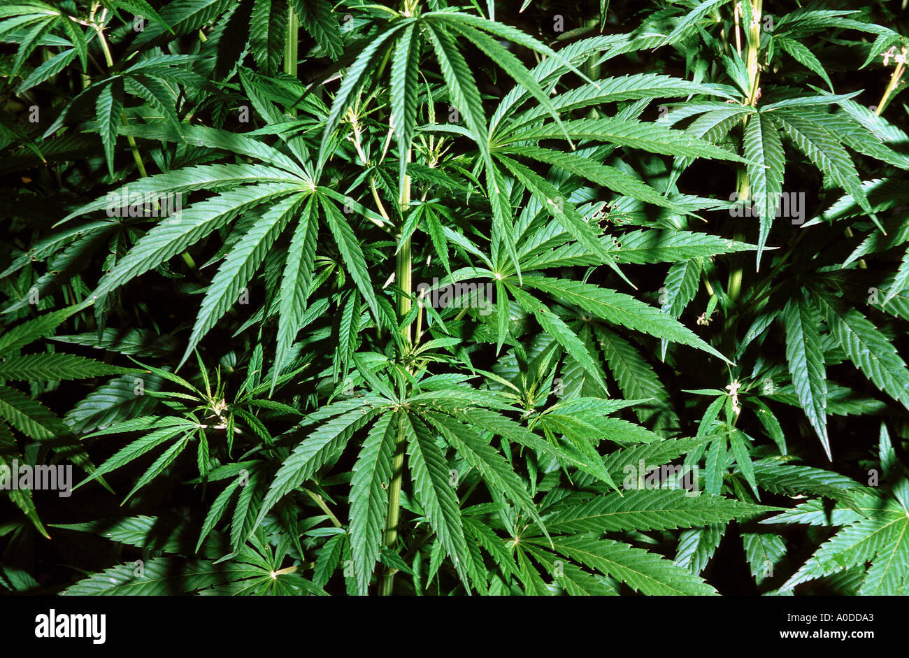 Impianto di Marijuana di piante di cannabis sativa foglie verdi di canapa droghe stupefacenti vietati Foto Stock