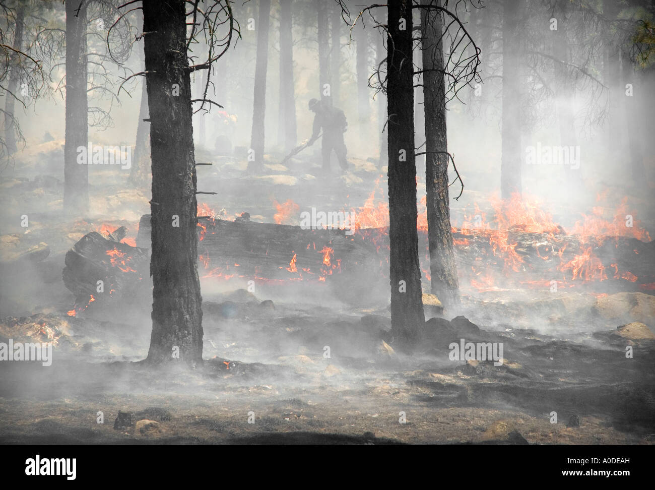 Fire Fighter di lavoro prescritto nella masterizzazione di Flagstaff Coconino County Arizona USA Foto Stock