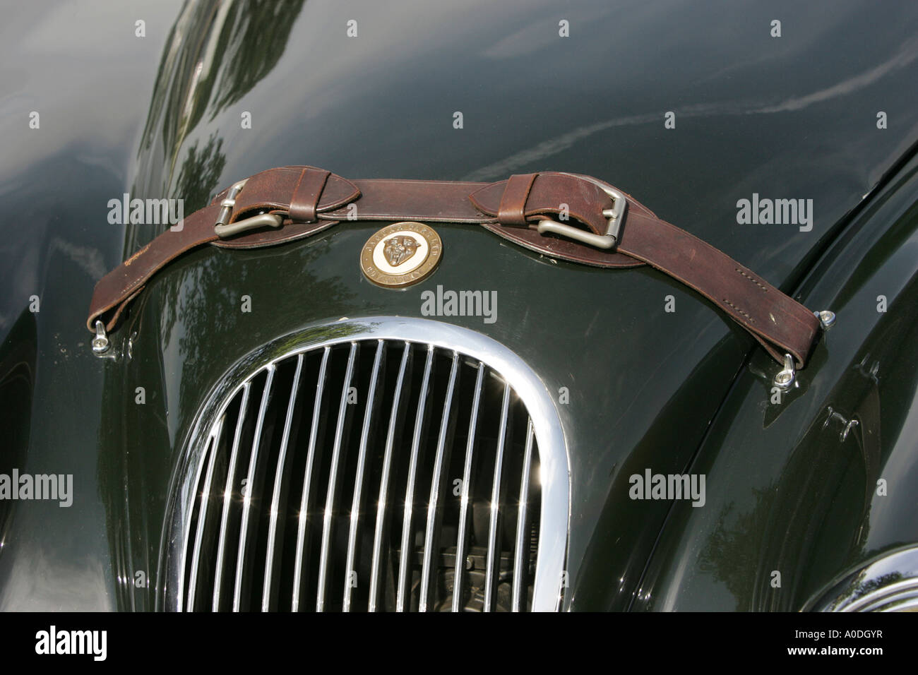 Il cinturino in cuoio sul cofano di una Jaguar Foto Stock