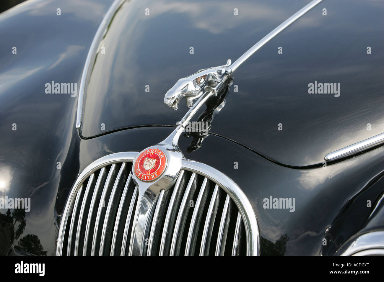 Rampante gatto sul cofano di una Jaguar Foto Stock