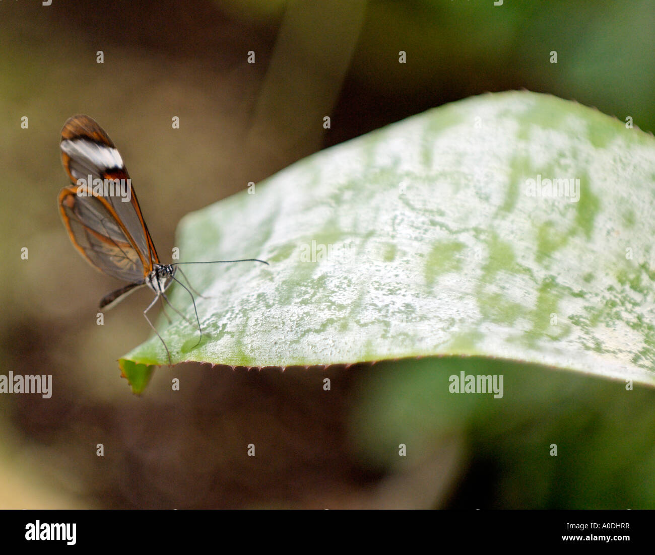 Un paesaggio fotografia di una farfalla Glasswing appoggiata su una foglia Foto Stock