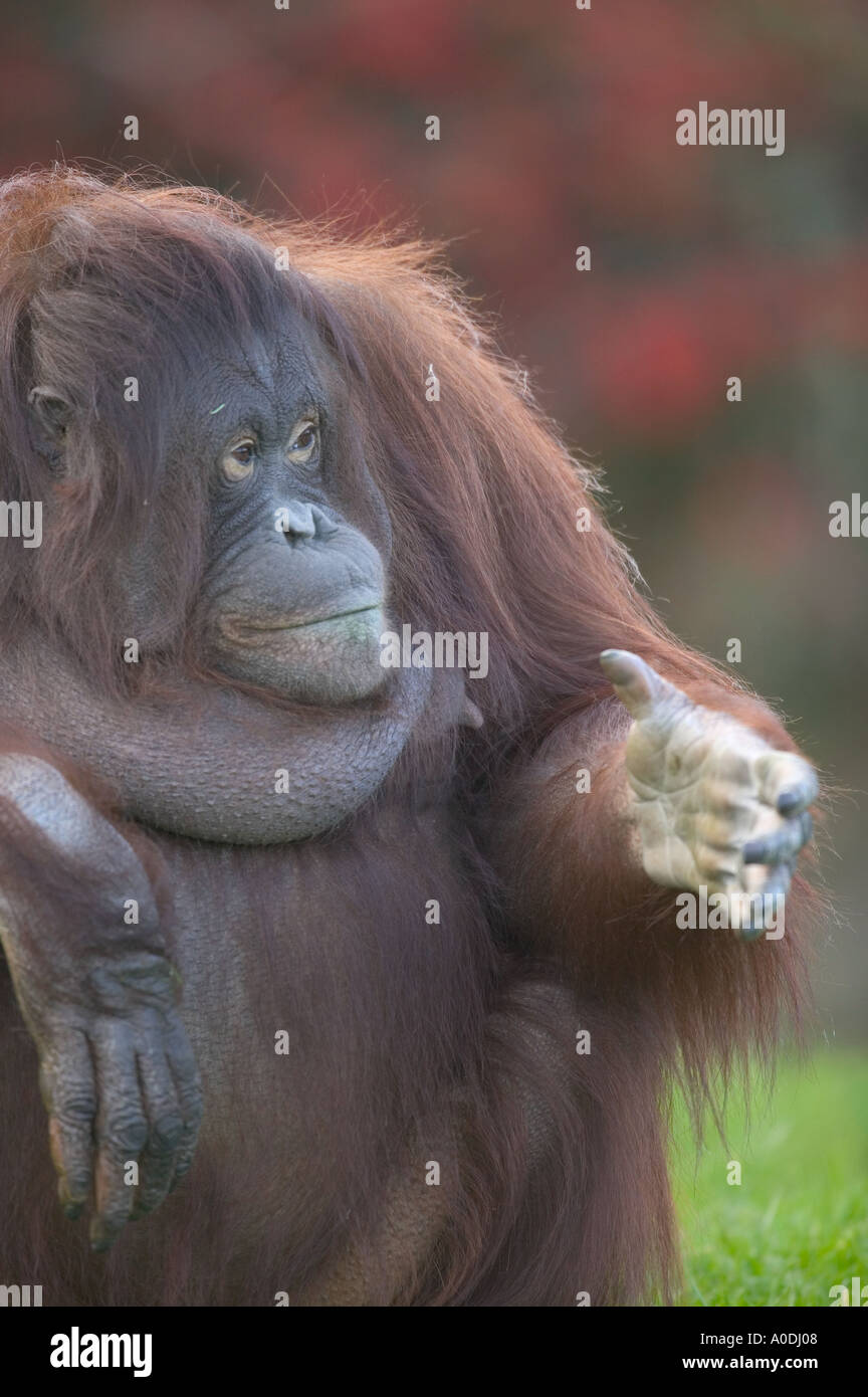 Gentile Orangutan Pongo pygmaeus abelli Foto Stock