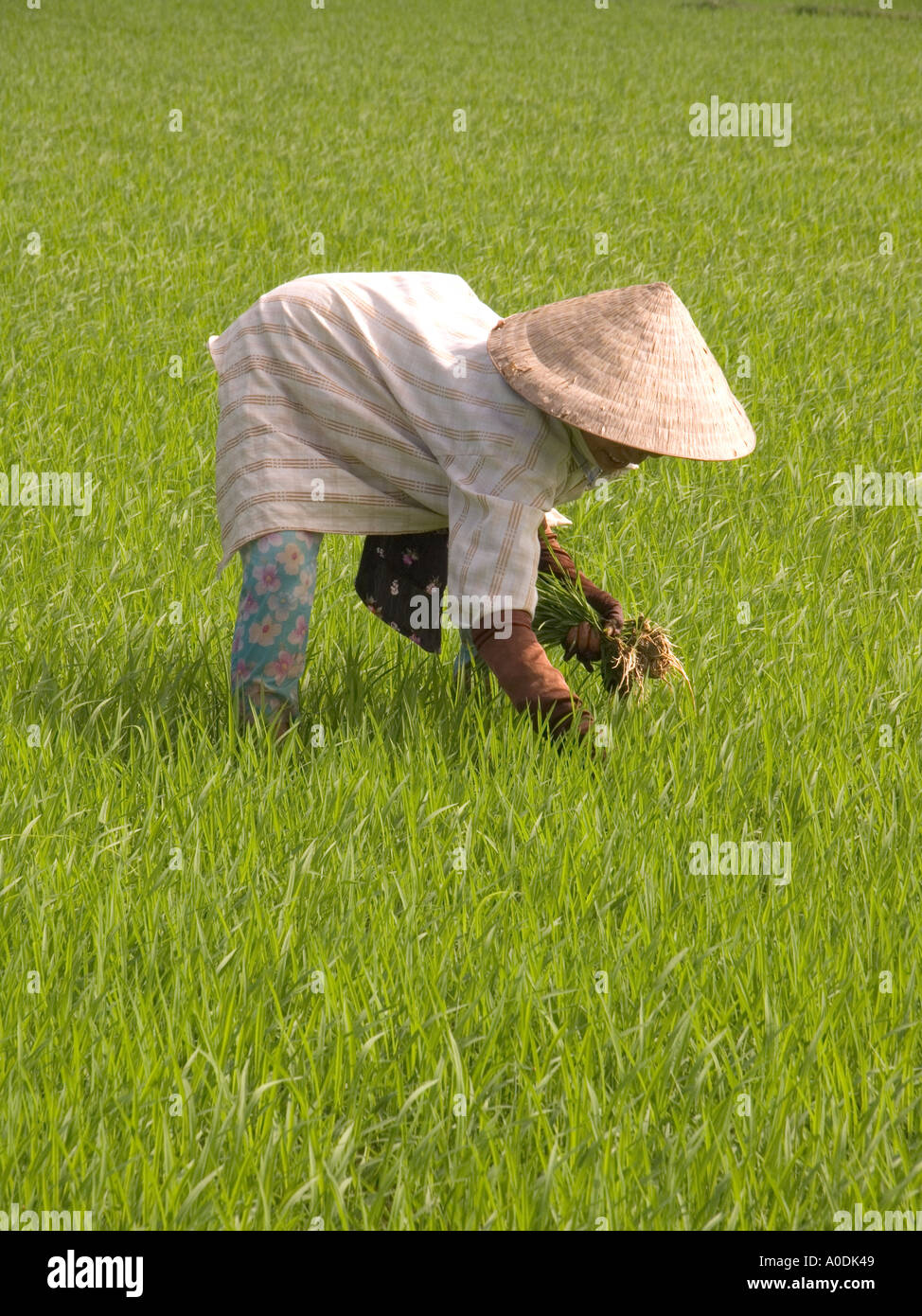 Il Vietnam centrale di Hoi An Cam Isola Kim agricoltura donna tranplanting riso in risaia Foto Stock