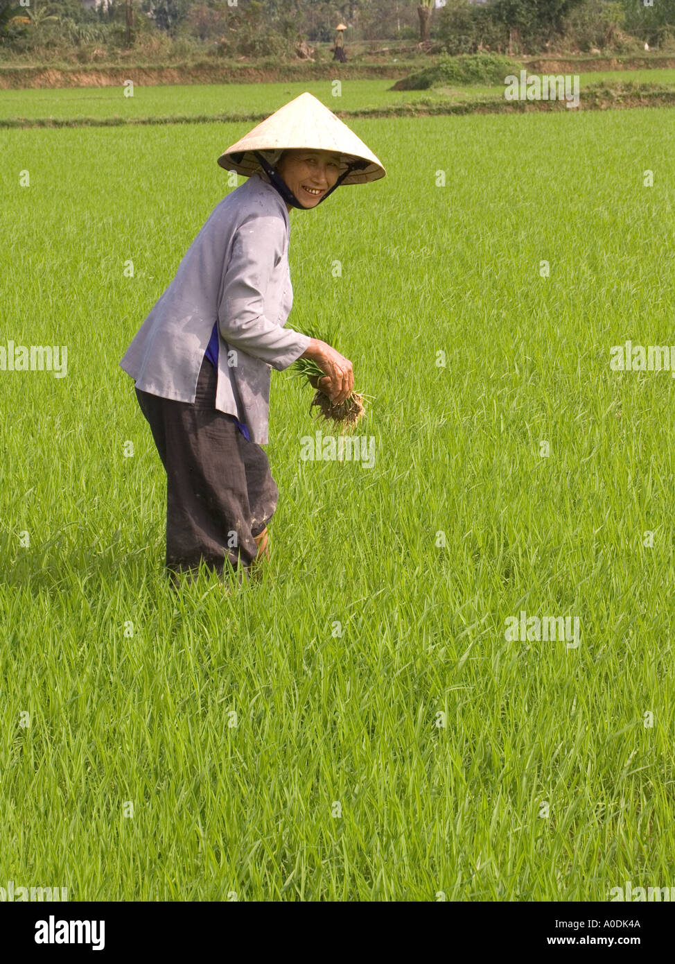 Il Vietnam centrale di Hoi An Cam Isola Kim agricoltura donna sorridente riso di trapianto in campo di risone Foto Stock