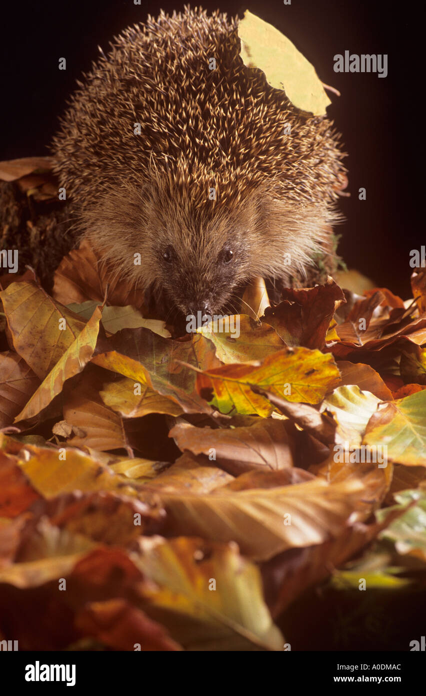 Riccio in foglie Foto Stock