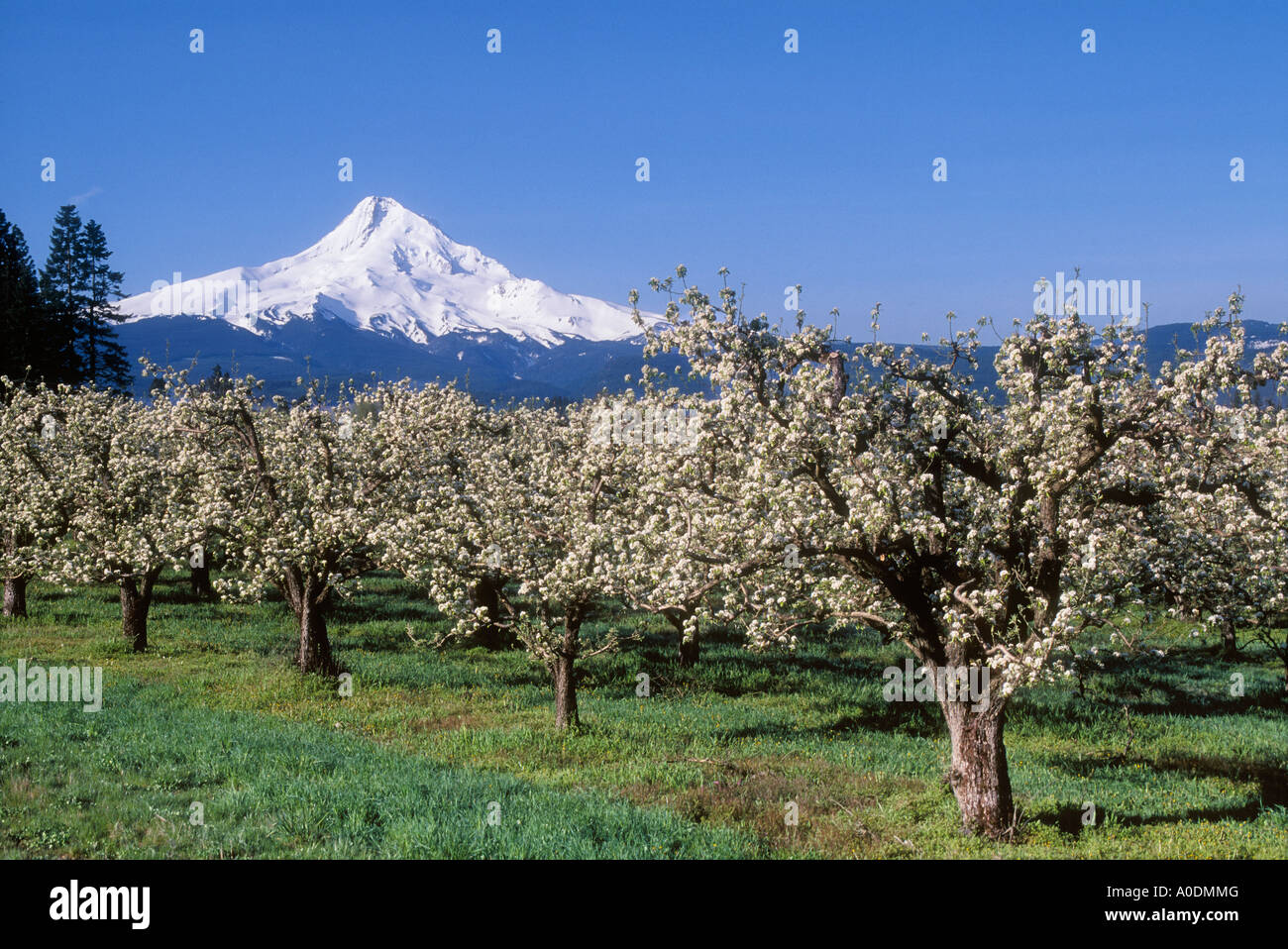 Monte Cofano e apple orchard con alberi che fioriscono in primavera Hood River Valley Oregon Foto Stock