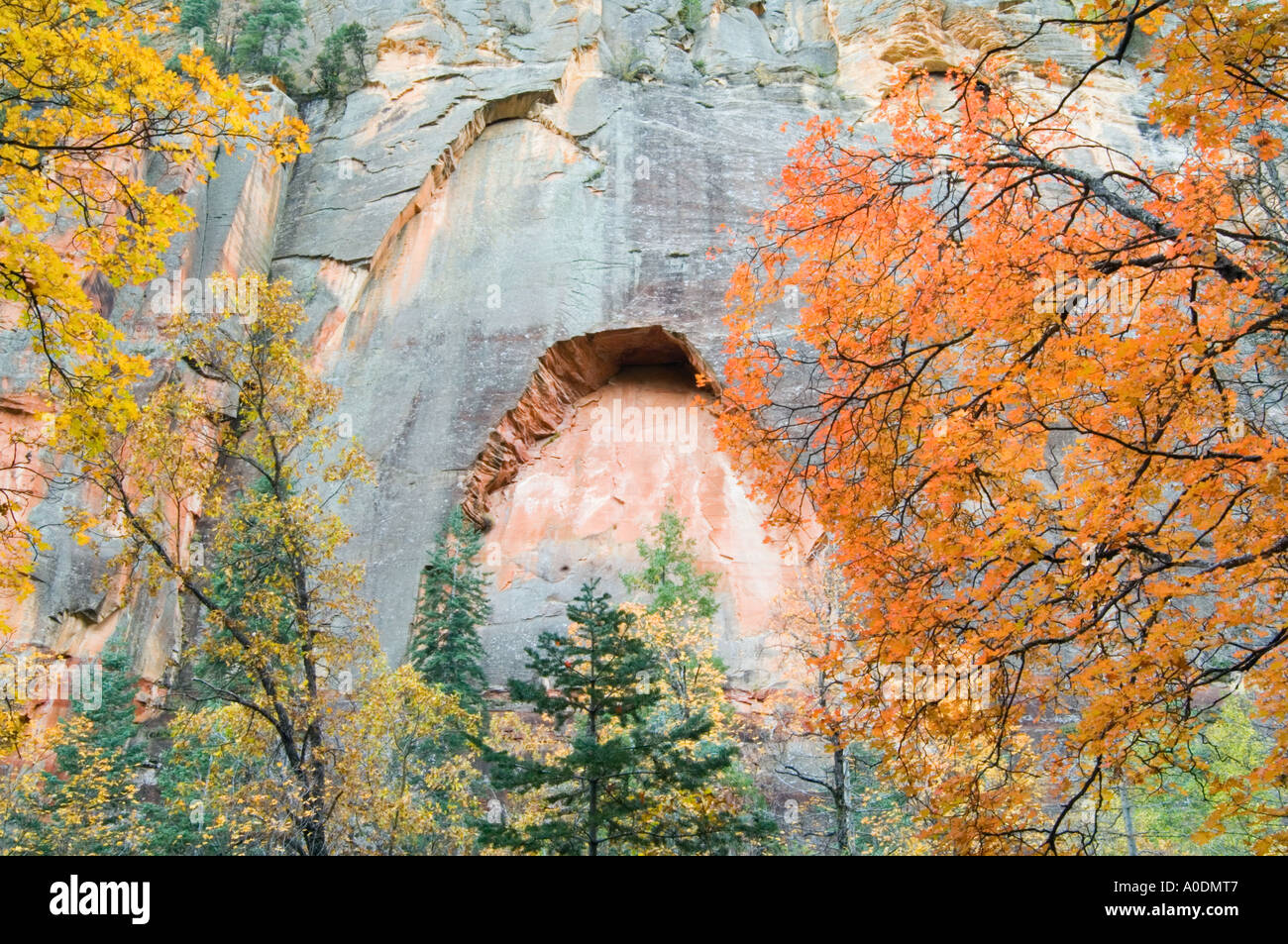 Alcova emergenti lungo la West Fork di Oak Creek, Sedona, in Arizona Foto Stock