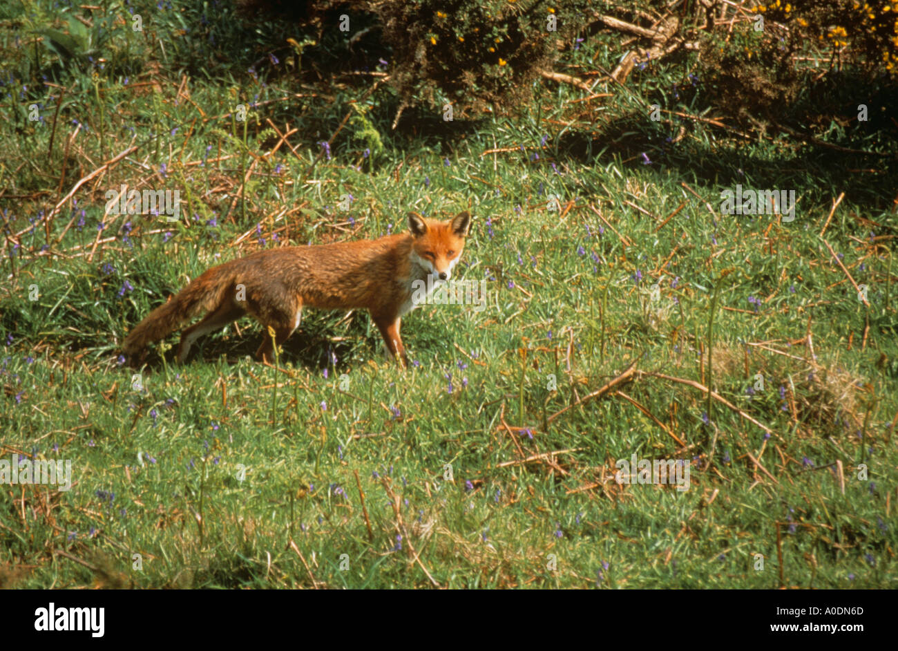 Fox tra bluebells Foto Stock