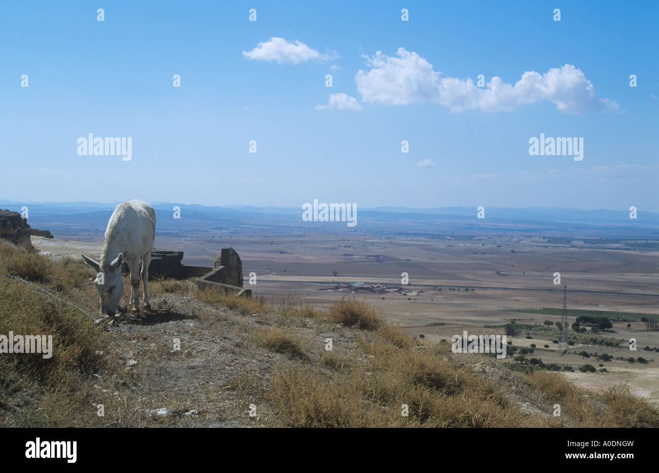 Asino sulla collina, Castiglia-la-Mancha, in Spagna Foto Stock