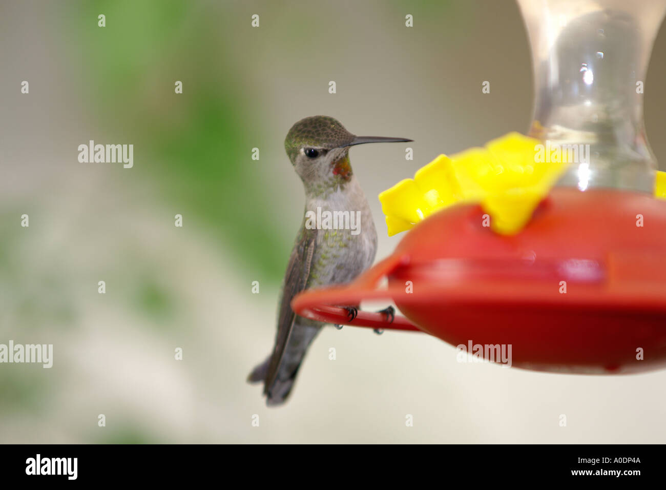 Femmina annas hummingbird calypte anna arroccato a alimentatore Foto Stock