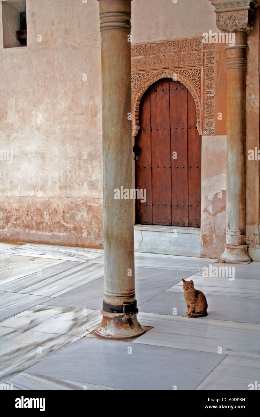 Gatto rosso in attesa per i turisti alla Corte di mirto Palacio Nazaries Alhambra Granada Andalusia Andalusia Spagna Foto Stock