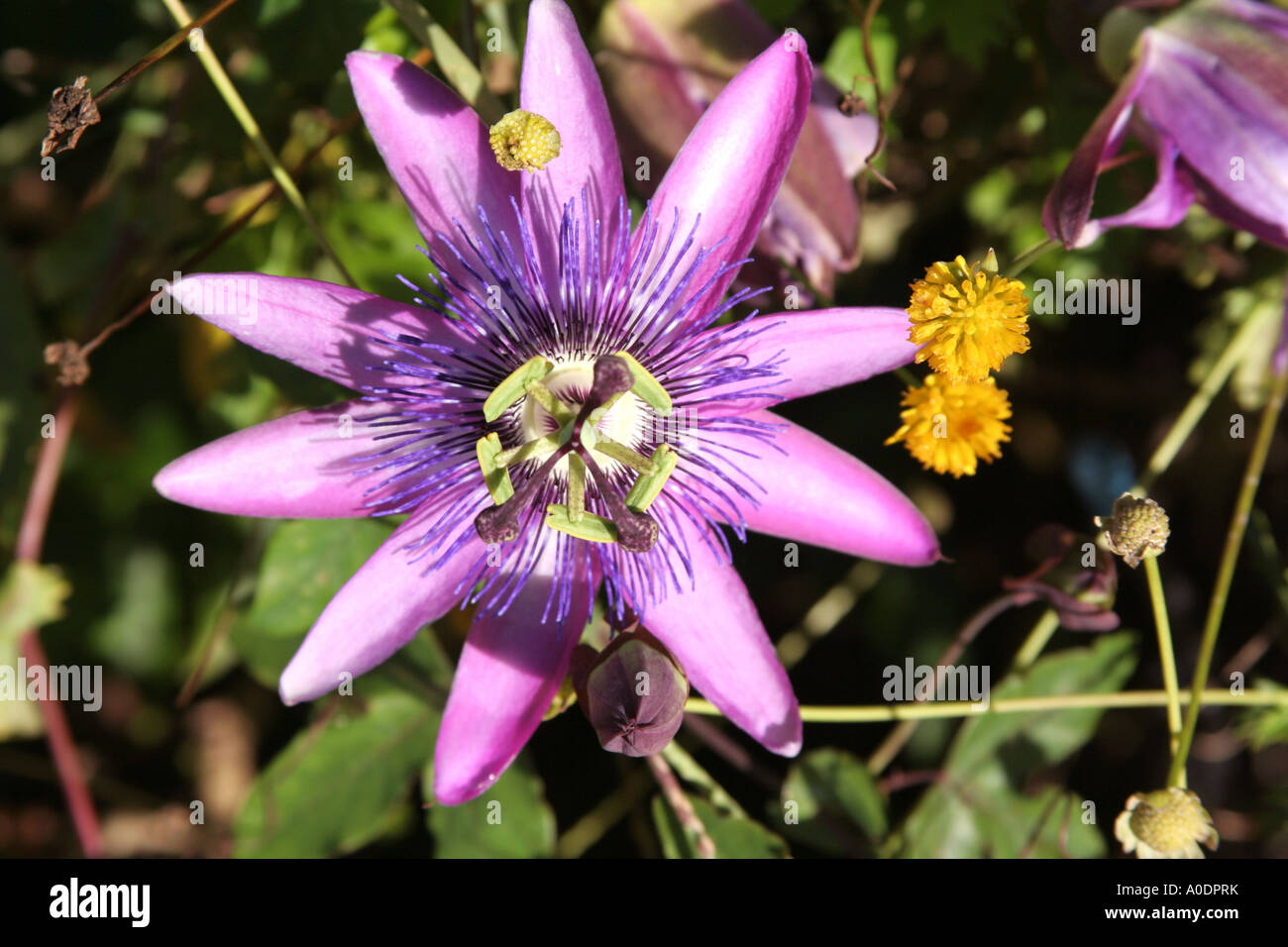 Granadilla blossom Algarve Portogallo Foto Stock