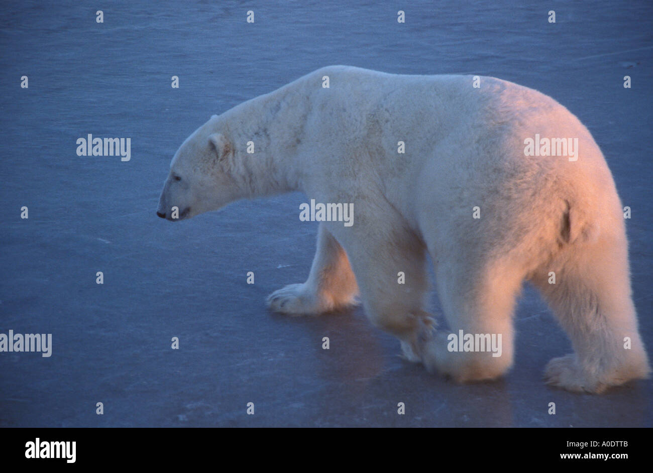 Wapusk Parco Nazionale della Baia di Hudson Cape Churchill Manitoba Canada Orso Polare sulla tundra ghiacciata al tramonto Foto Stock