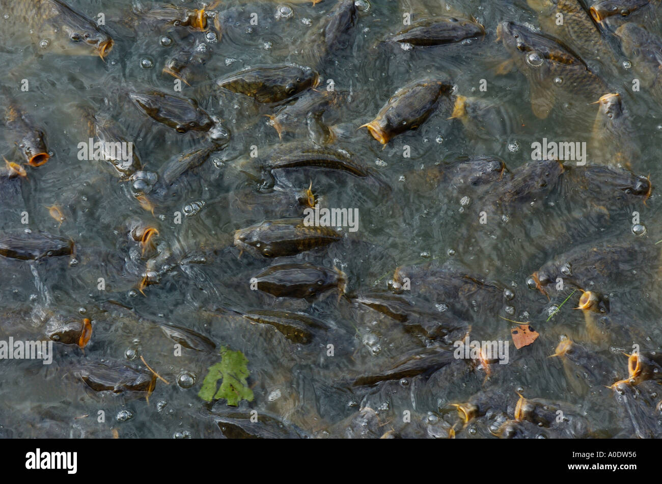 Specchio di carpe in acqua sporca di stagno Foto Stock