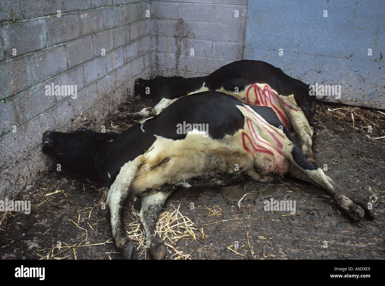 Vacche macellati sul farm nel Gloucestershire in Inghilterra a causa di casi sospetti di encefalopatia spongiforme bovina BSE Foto Stock