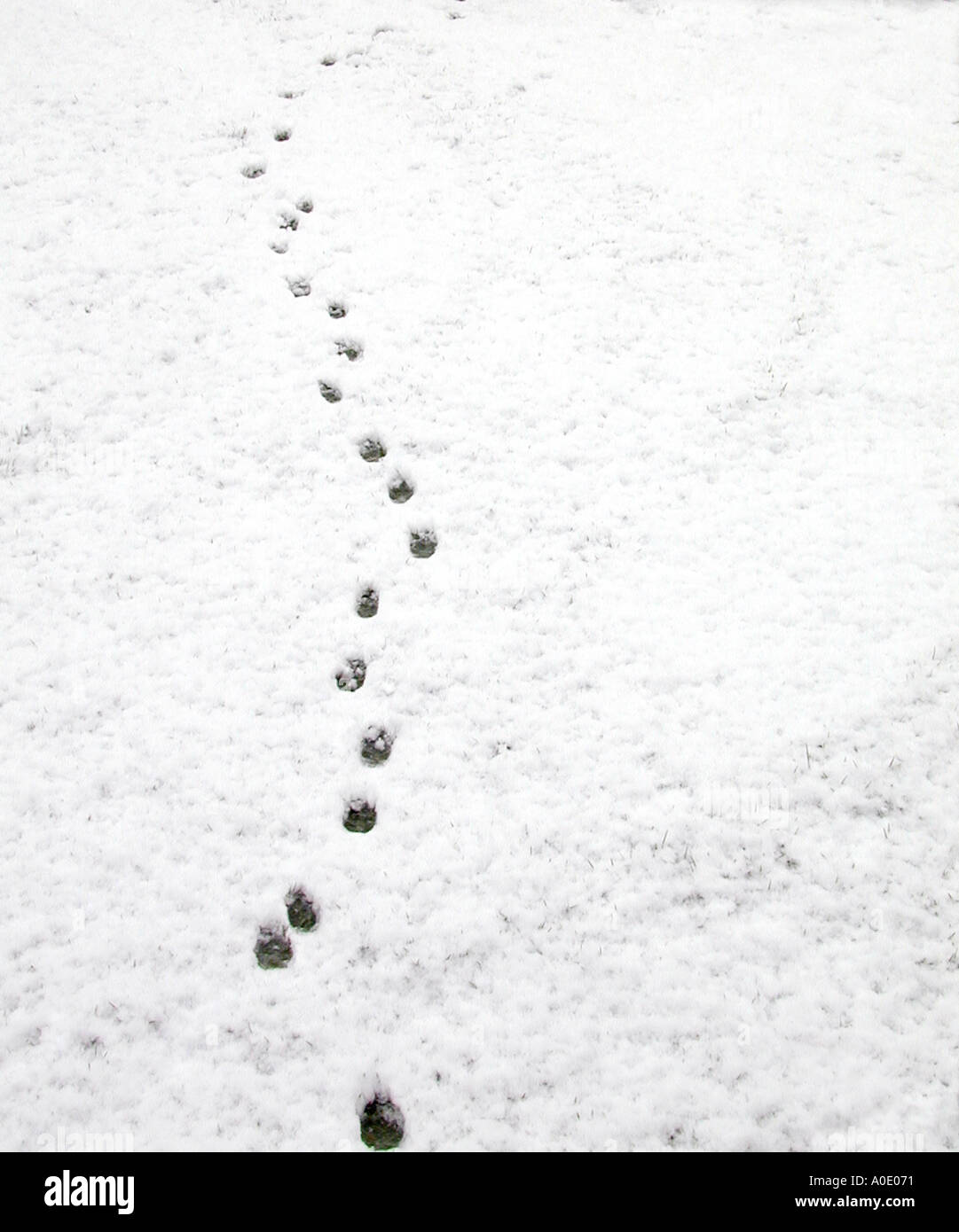 Orme nella neve Foto Stock