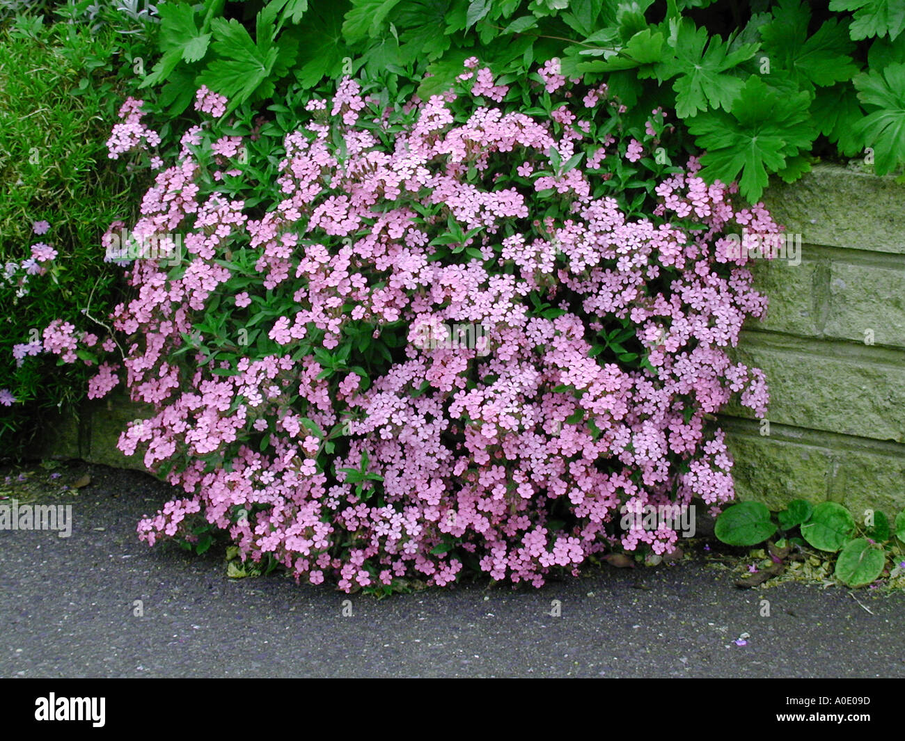 Saponaria ocymoides in fiore Foto Stock