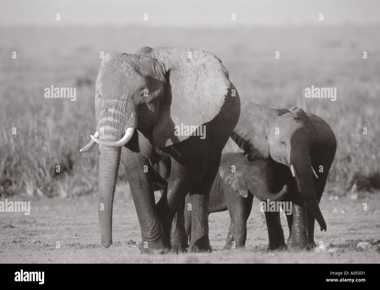 Gli elefanti africani Foto Stock