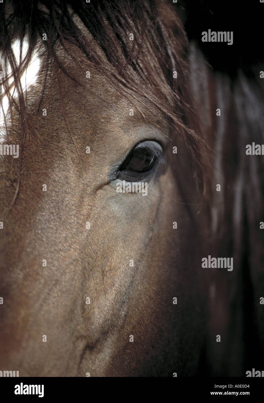Cavallo arabo Foto Stock