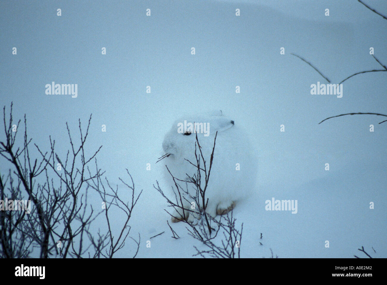 Wapusk Parco Nazionale della Baia di Hudson Cape Churchill Manitoba Canada America del Nord a nord del Circolo Polare Artico Arctic lepre nella tundra nevoso Foto Stock