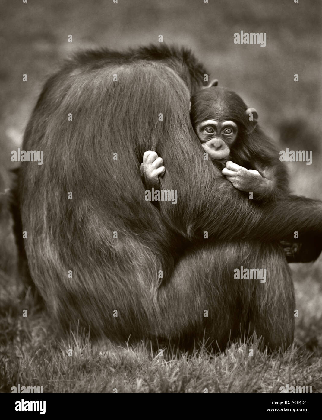 Baby chimp con padre scimmie animali Foto Stock