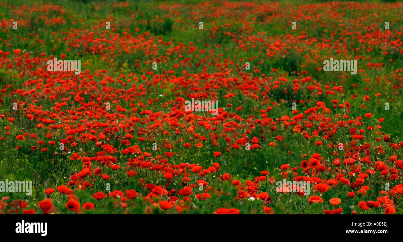 Papavero rosso fiori nei campi nella contea di Tolna, Ungheria Foto Stock