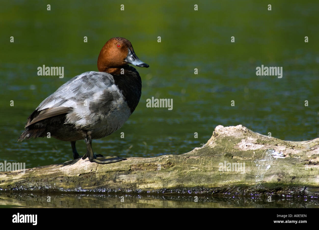 Pochard su un albero Foto Stock
