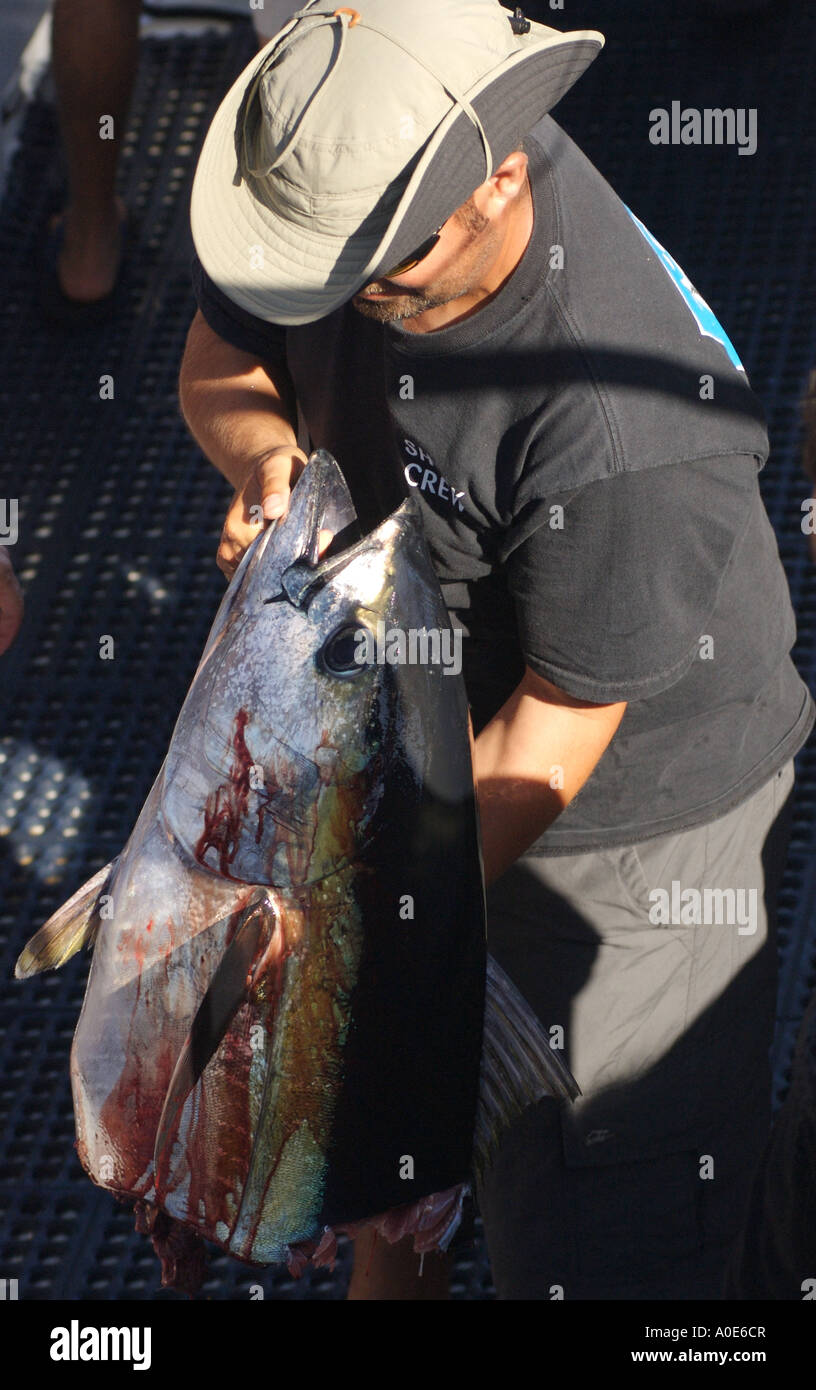 30 chilo di tonno che è stato tagliato a metà da un grande bianco mentre viene riavvolta in sotto la barca Foto Stock