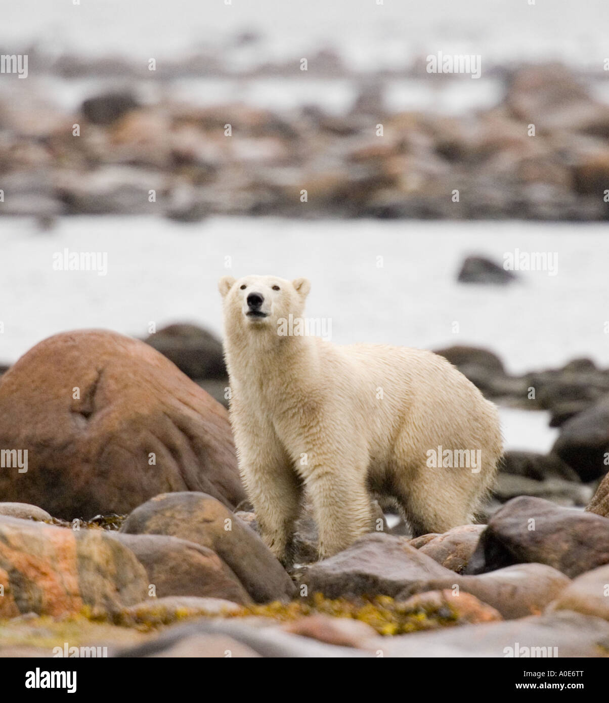 Guarnizione di tenuta in prossimità del fiume Churchill Canada orso polare passeggiate in riva al mare in estate Foto Stock