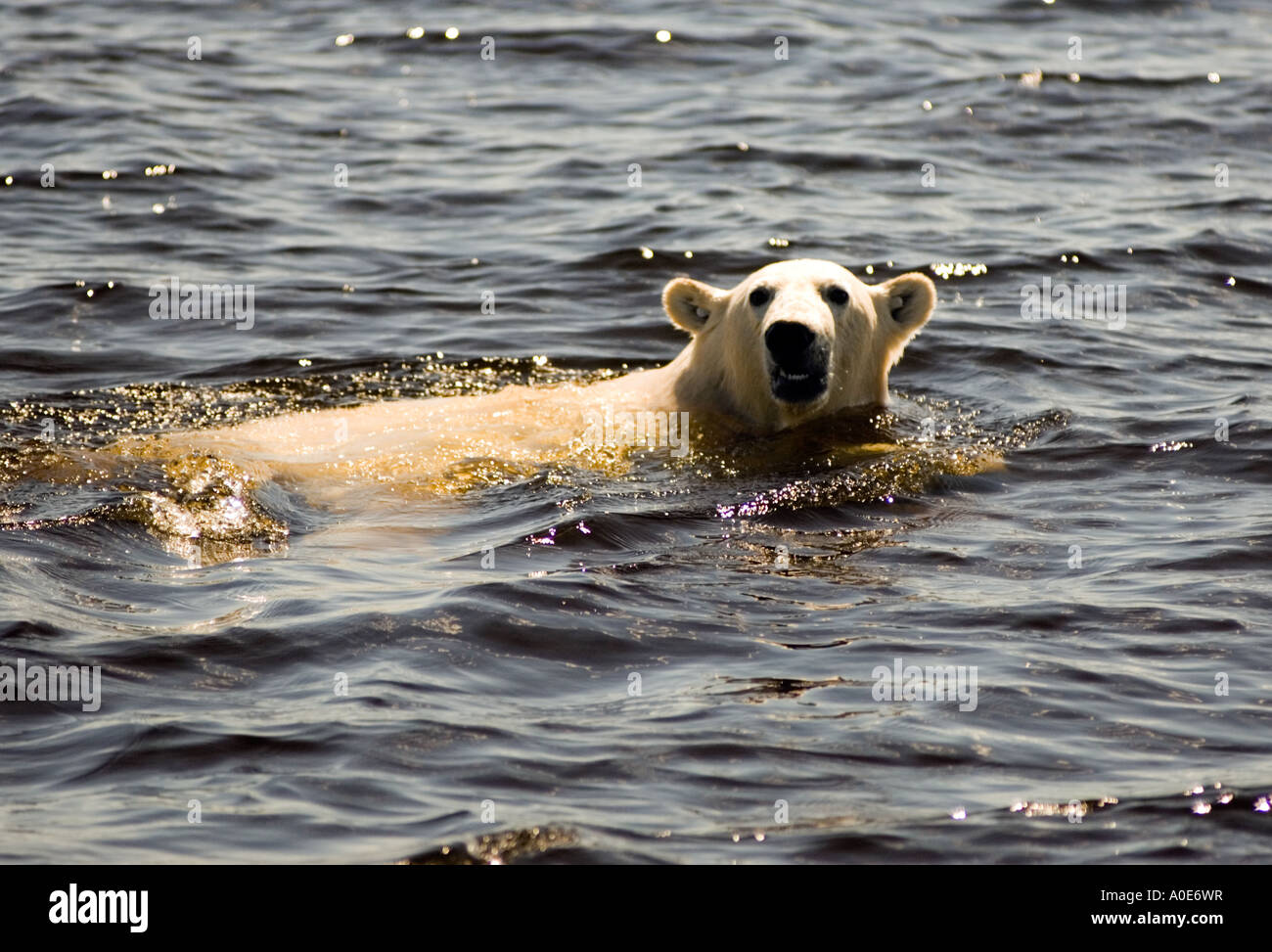 Guarnizione di tenuta in prossimità del fiume Churchill Canada orso polare nuoto Foto Stock