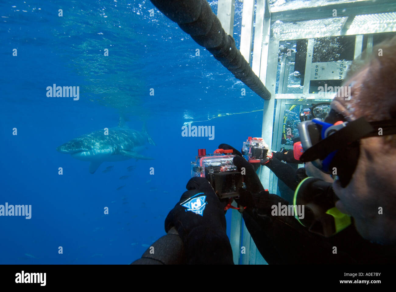 Isla Guadelupe Messico i grandi squali bianchi Novembre 2006 Greg Miller eco tourist guardare grande bianco da la sicurezza di una gabbia Foto Stock