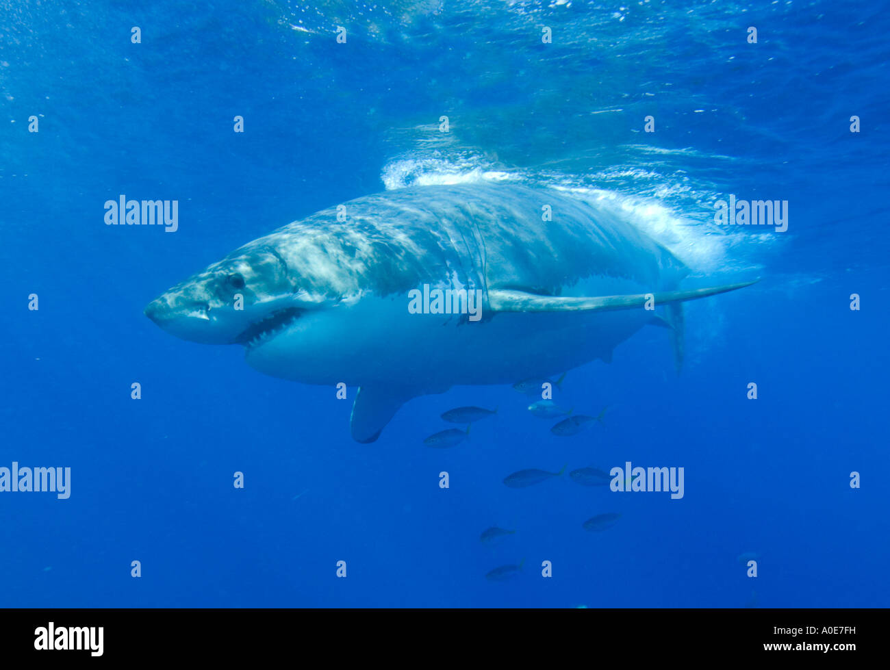 Il grande squalo bianco è uno dell'oceano predatori superiore. Molto del suo ciclo di vita è sconosciuto. Foto Stock