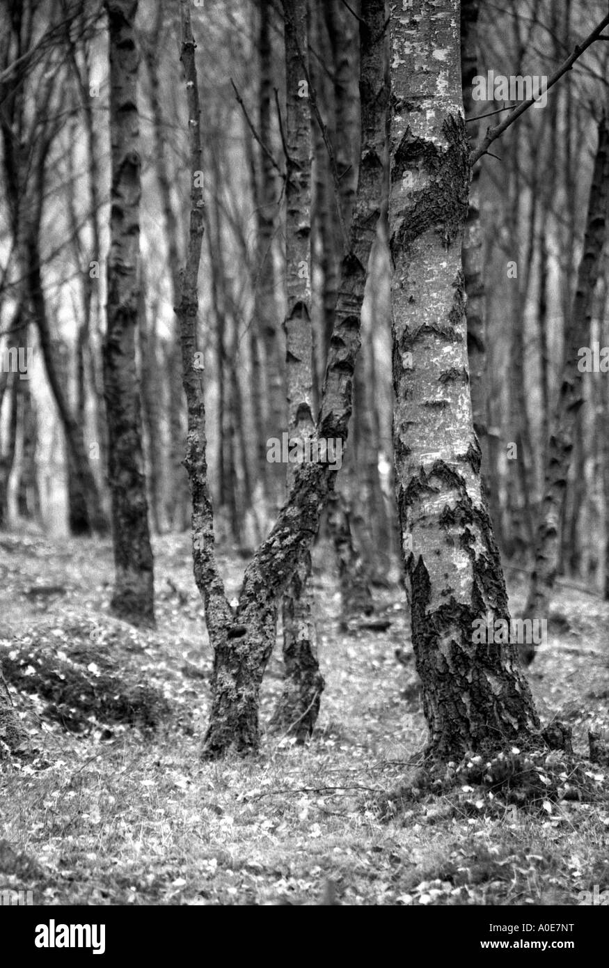 Bosco di betulle nel Derbyshire Foto Stock