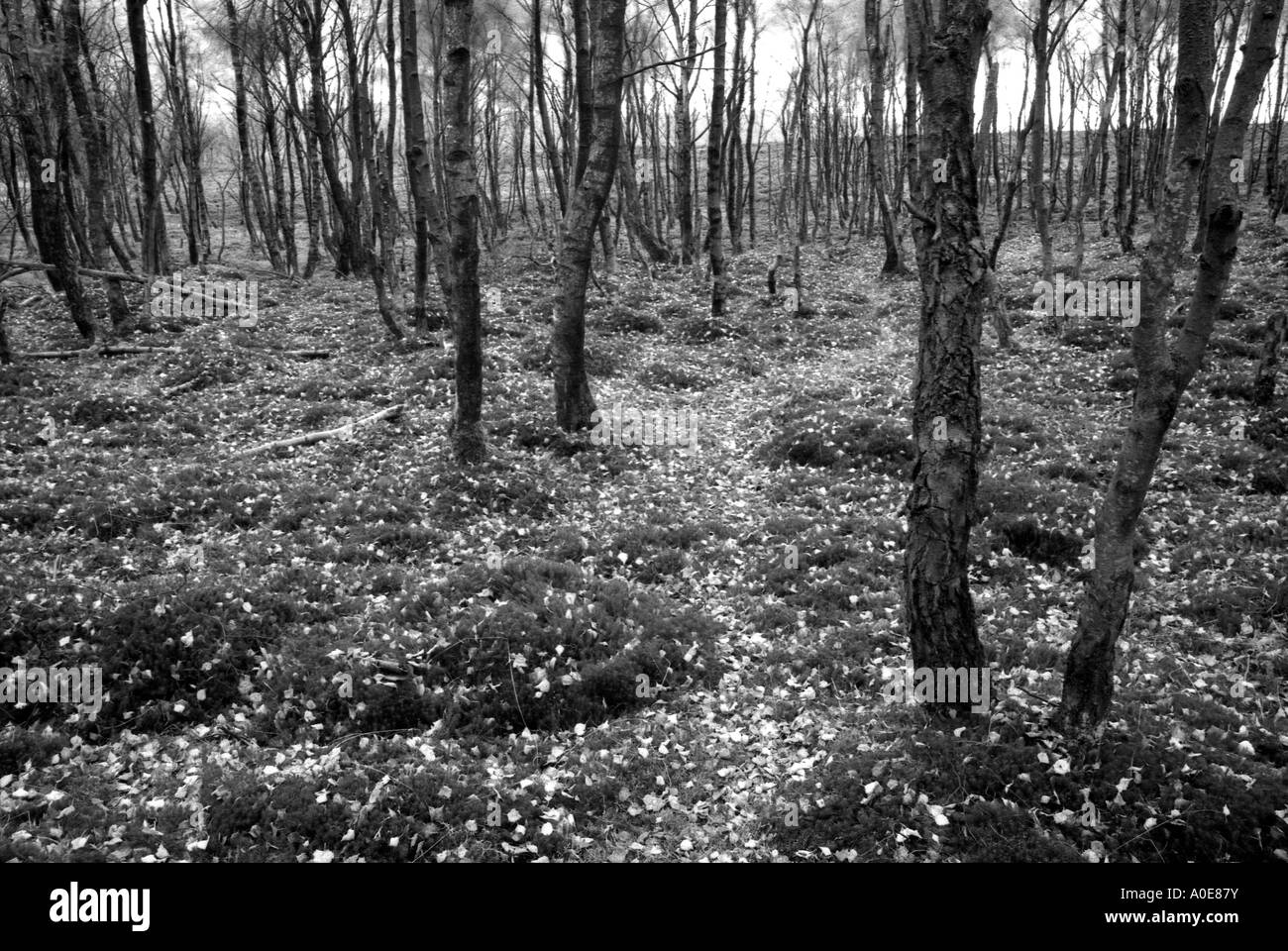 Boschi di betulla Foto Stock