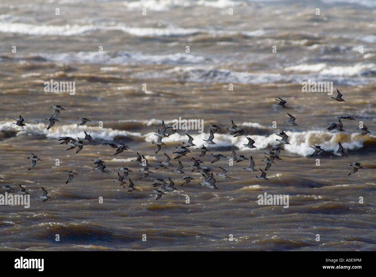 Sanderling gregge - Calidris alba Foto Stock