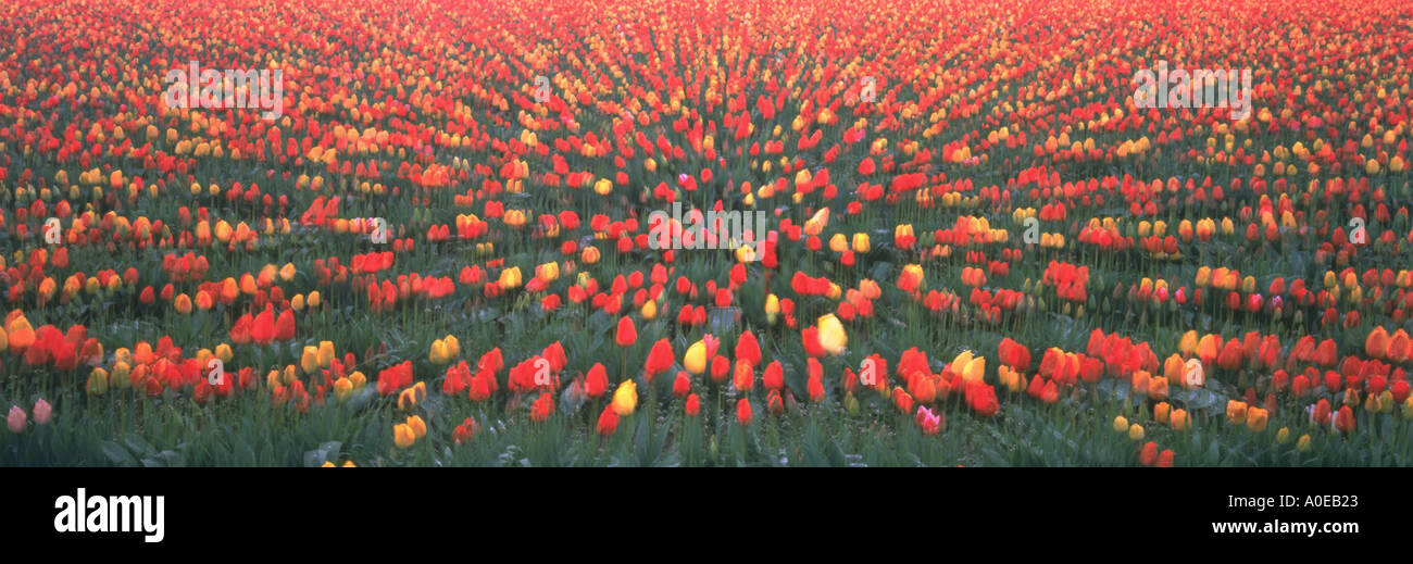 Vista panoramica di rosso e tulipani gialli in tulip letti con sfocate effetto movimento Skagit Valley Washington Foto Stock