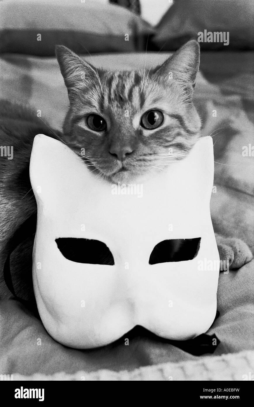 Home cat in posa con una maschera di gatto Foto Stock
