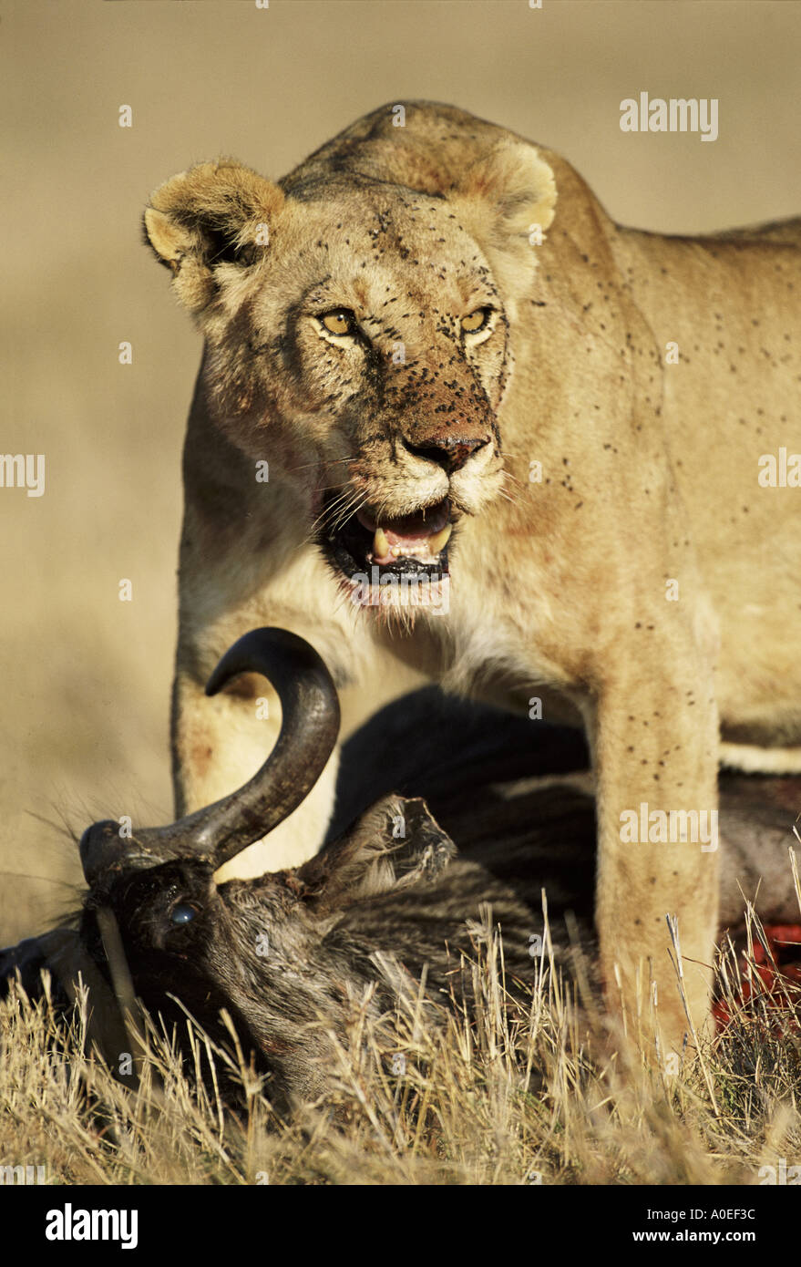 Leonessa con kill Masai Mara Kenya Foto Stock