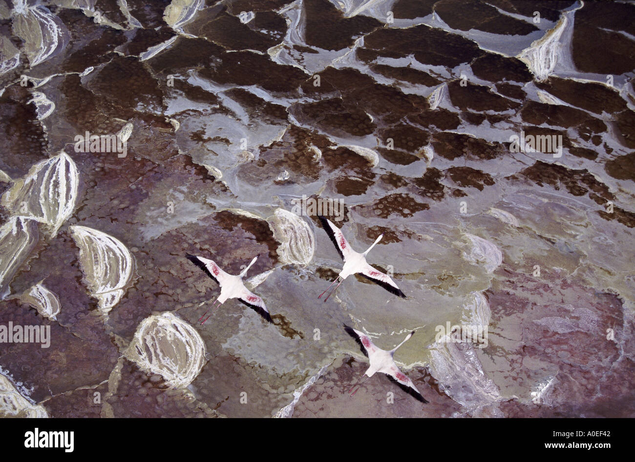Fenicotteri volare sopra il lago di soda Lake Magadi in Kenya Foto Stock