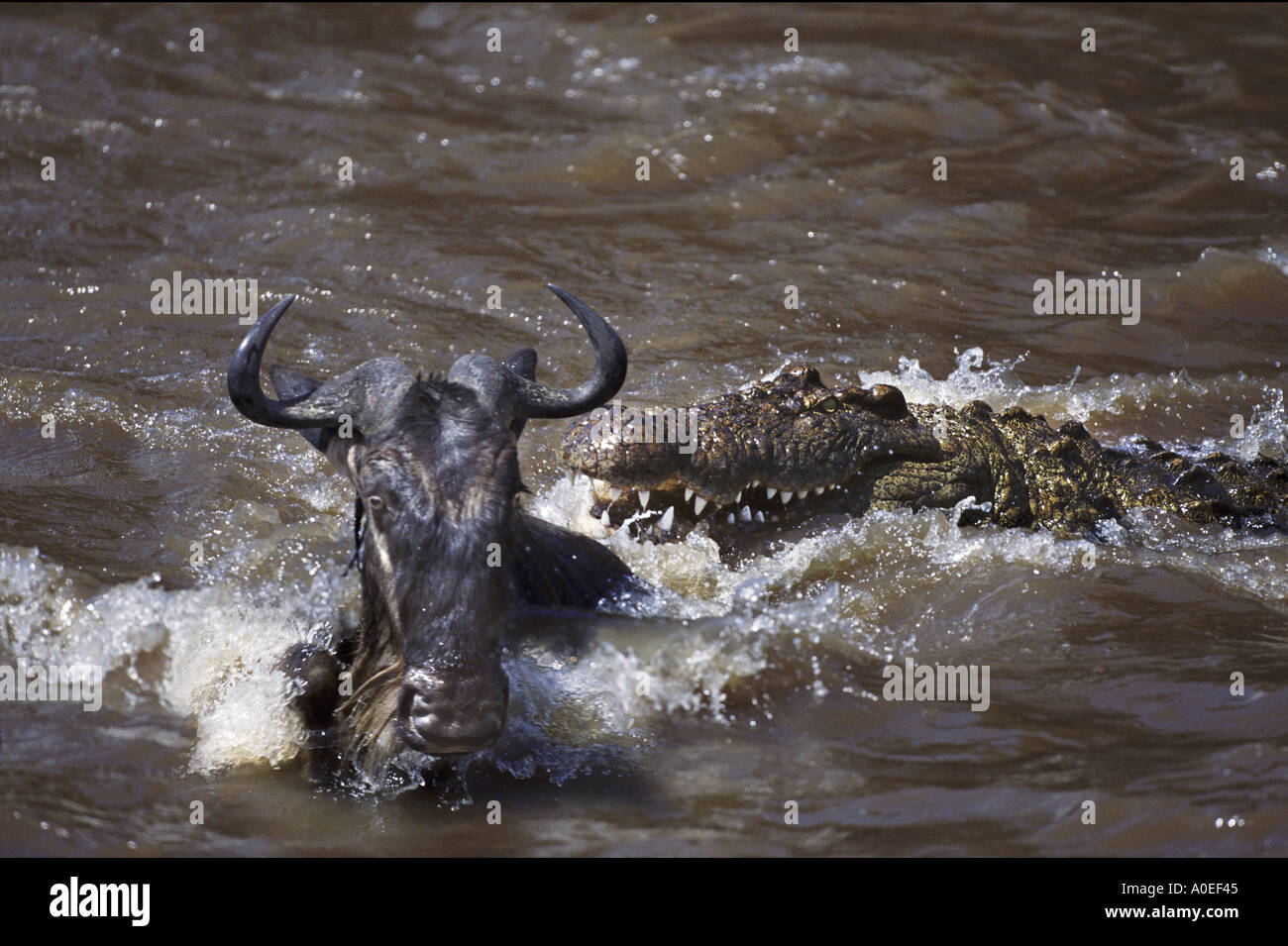 Attacco a coccodrillo su GNU Fiume Mara Africa Foto Stock