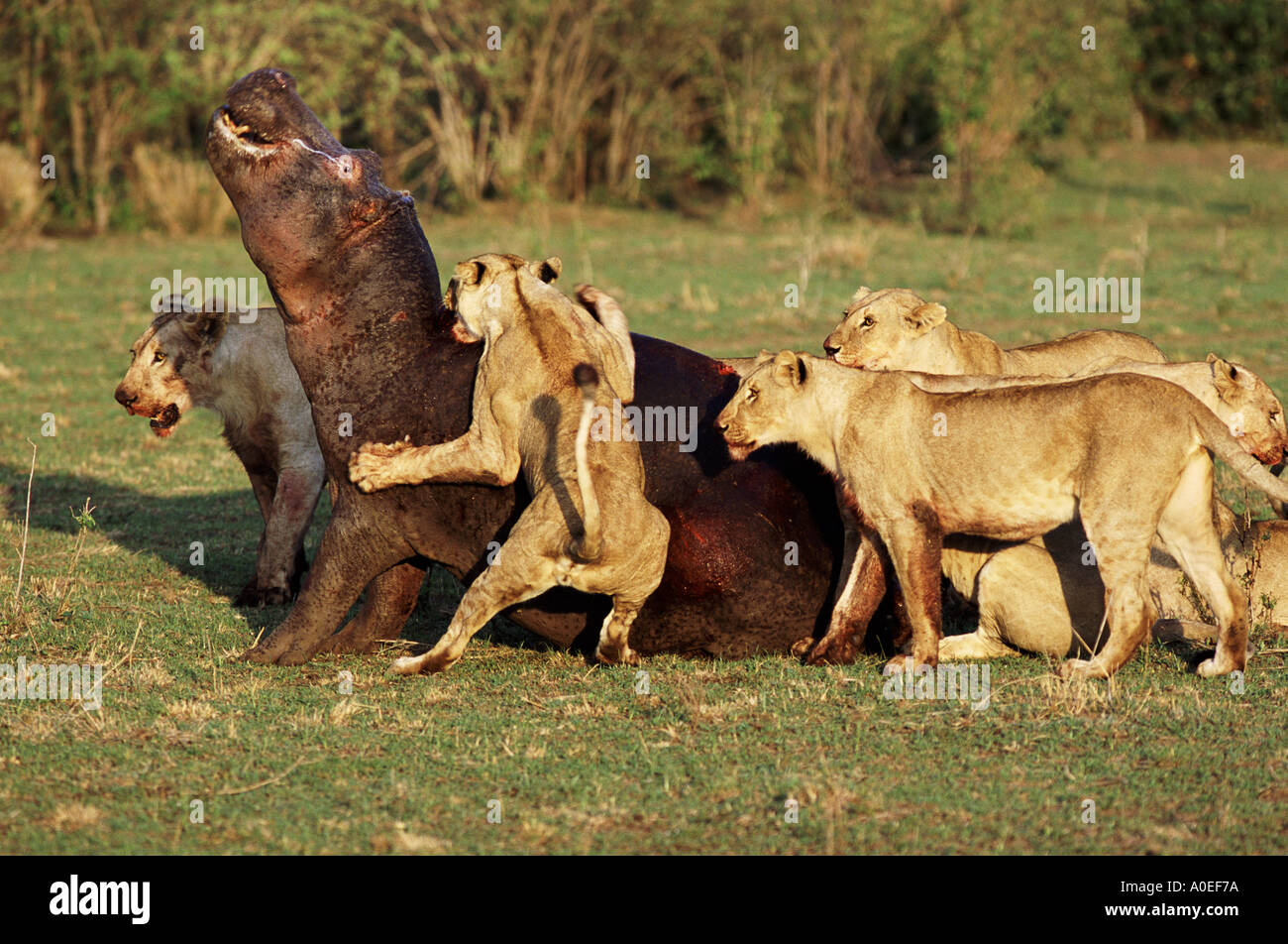 I Lions che attacca un ippopotamo Masai Mara Kenya Foto Stock