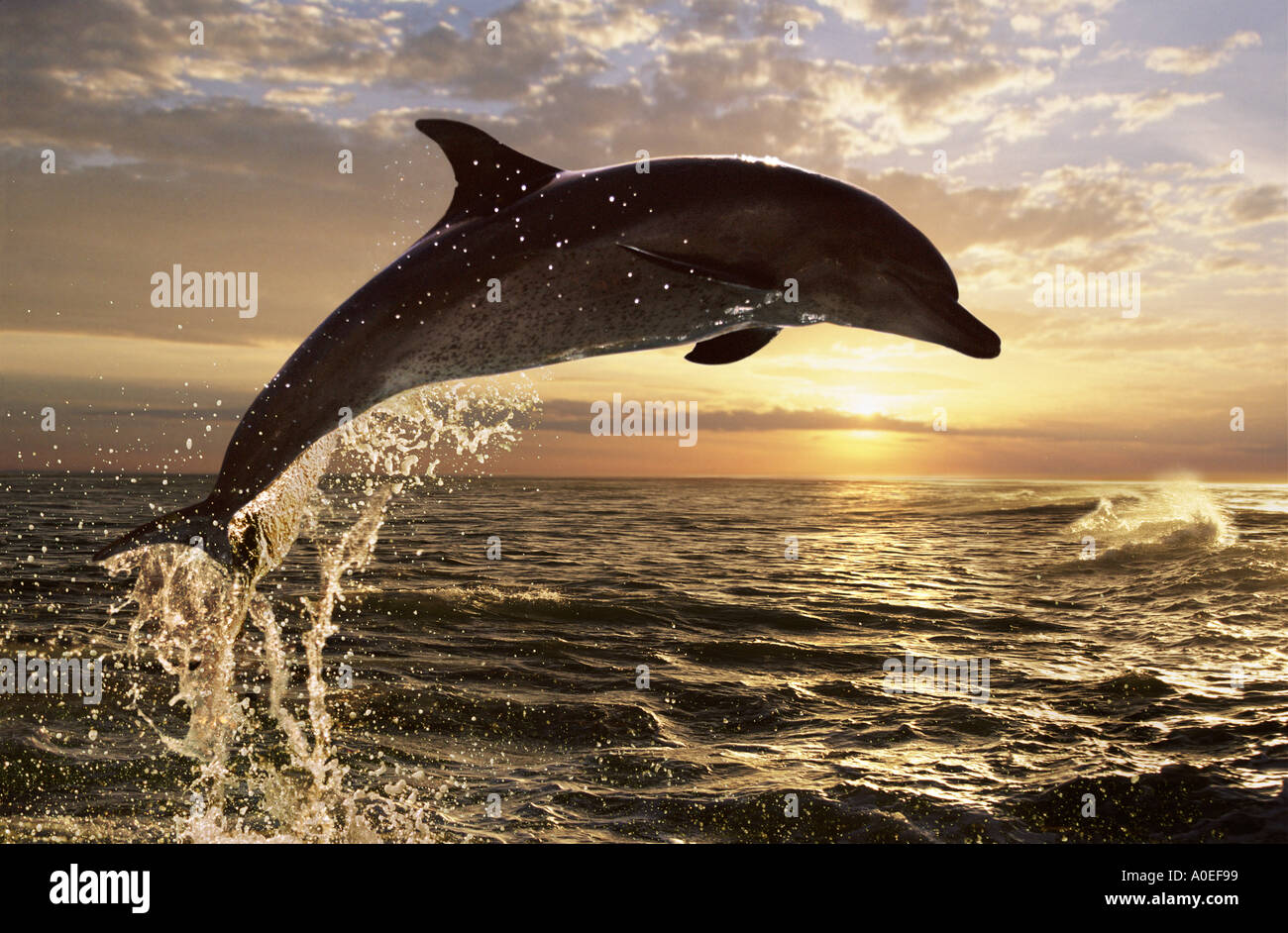 Il tursiope o delfino maggiore al tramonto Sud Africa Foto Stock